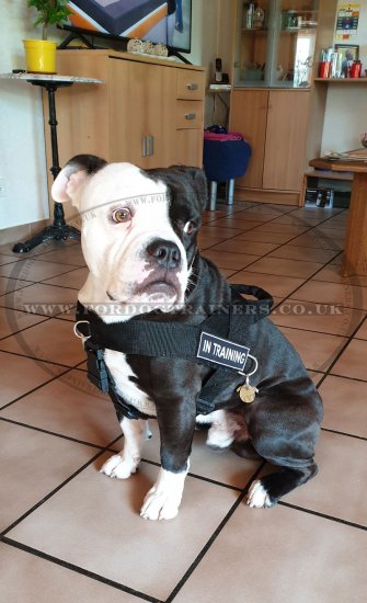 English Bulldog Harness Bestseller UK | Dog Harness for Bulldog