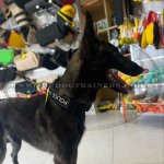 Dog Training Collar K9 with Patches and Quick Release Buckle_1