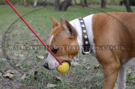 The Best Staffy Leather Collar with Brass Studs