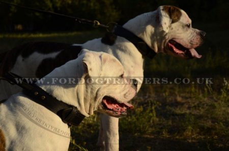 "Double-Layer" Two Ply Leather Dog Collar For American Bulldog 1.8 Width
