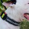 English Bull Terrier Collar with Patches | Dog Training Collar