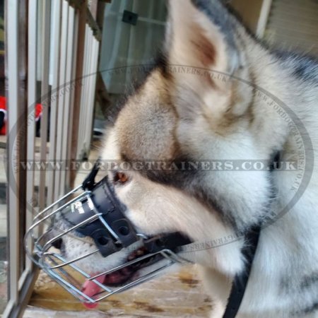 Padded Husky Muzzle Basket for Dogs Safety and Comfort Best Seller