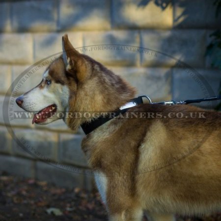 ID Dog Collar Size for Husky in Nylon