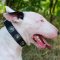 English Bull Terrier Collars Fashion Look | Studded Dog Collar