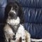 The Best Dog Harness for Springer Spaniel Smart Look and Comfort