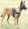 Dog Harness for Malinois Shepherds for Multipurpose Use