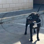 Cane Corso Mastiff Dog Harness with Patches and Reflexive Strap_1