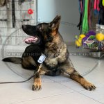 Eco-safe Stainless Steel Chain Dog Collar Herm Sprenger_2