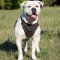 Leather Dog Harness for American Bulldog | Dog Training Harness