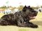 Cane Corso Dog Training Harness UK | Leather Dog Harness