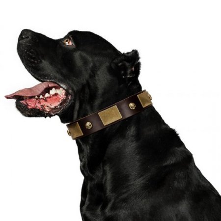 "Heavy Metal" Dark Brown Leather Dog Collar With Glossy Studs FDT Artisan