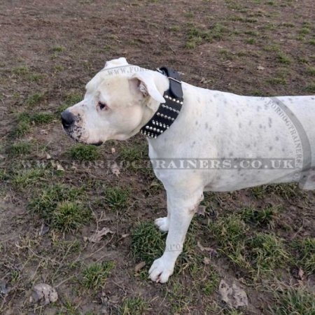 Large Dog Collar, Wide Spiked and Studded Leather of 3"