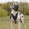Great Dane Dog Muzzle with Super Ventilated Lightweight Design