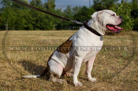 Classic Leather Dog Collar For American Bulldog "Noble Pet" 1" Width
