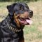 Fashionable Dog Collars with Glancing Rivets for Rottweilers