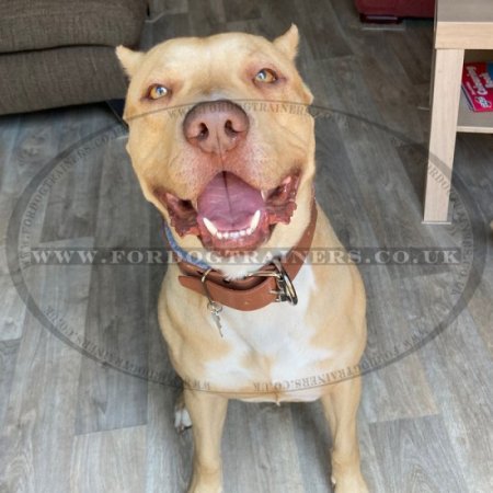 Large Soft Dog Collar with Felt Lining and Strong Buckle