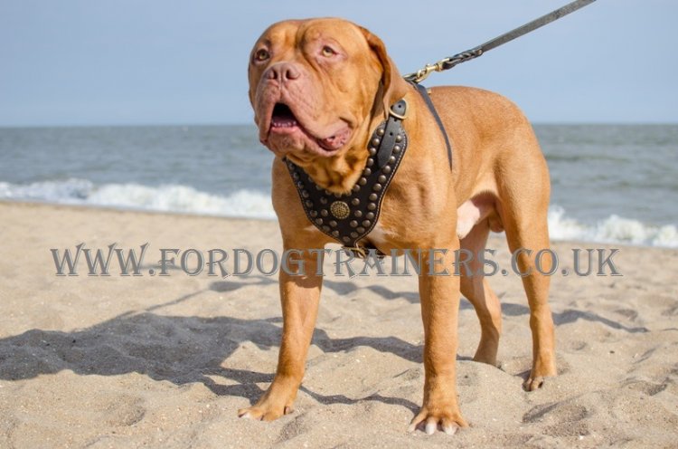 Dogue De Bordeaux Harness Royal | Dogue De Bordo Harness UK