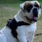 American Bulldog Training Dog Harness | American Bulldog Harness