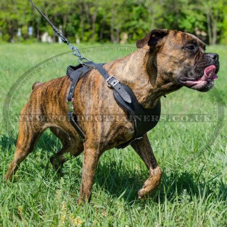 The Best Boxer Dog Walking Harness