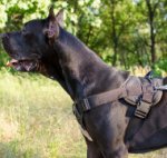 Great Dane Training Dog Harness | Strong Dog Harness