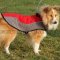 The Best Dog Harness for Sheltie | Shetland Sheepdog Jacket