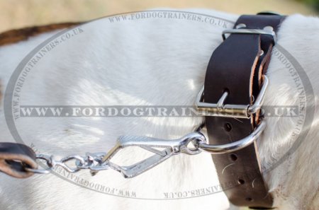 Dog Leather Collar for Bulldog | American Bulldog Collars UK