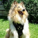 New Dog Harness for Collie UK | Dog Leather Harness Bestseller