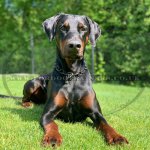 Black Stainless Steel Fur Saver by Herm Sprenger_1