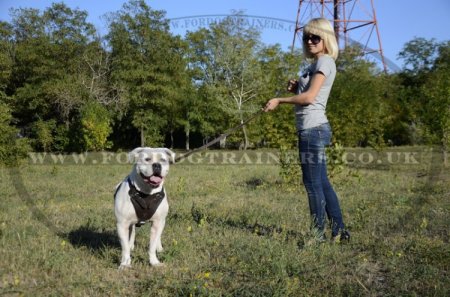 Leather Dog Harness for American Bulldog | Dog Training Harness