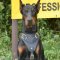 Leather Dog Harness for Doberman| Doberman Training Dog Harness