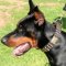 Gorgeous Doberman Collar with Spikes, Plates and Pyramids