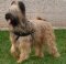 Briard Harness UK for Dog Weight Pulling and Dog Walking