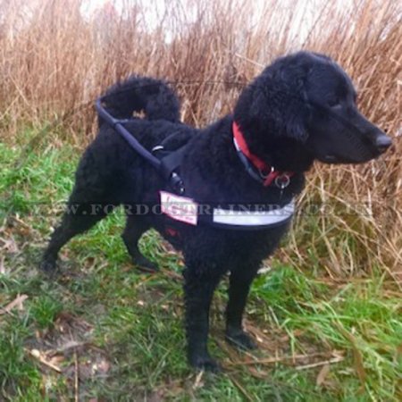 Guide Dog Harness with Bridge Handle, High Vis and Patches