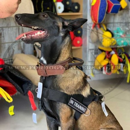 Best Leather Dog Collar XL | Agitation Dog Collar with Handle
