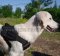 Golden Retriever Dog Harness | Nylon Dog Harness for Daily Use