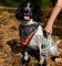 "Flame" Design Soft Chest Dog Harness for Springer Spaniel