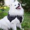Super Comfortable Small Dog Harness for Japanese Spitz for Sale