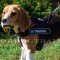 No Pull Harness for Beagle | Beagle Harness for Stop Dog Pulling