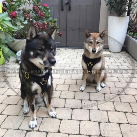 Husky Dog Harness | Leather Dog Harness with Brass Fitting
