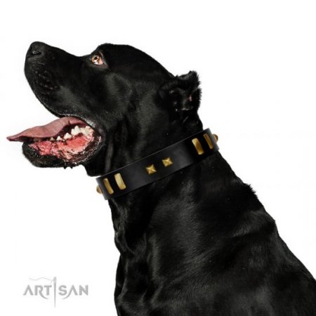 "Fit For Royalty" Charming Black Real Leather Dog Collar With Brass Adornment FDT Artisan