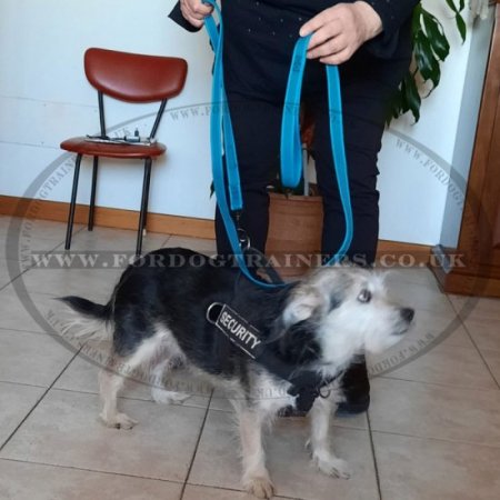 Modish Nylon Dog Training Lead For Dog's Daily Activities 0.8" Width