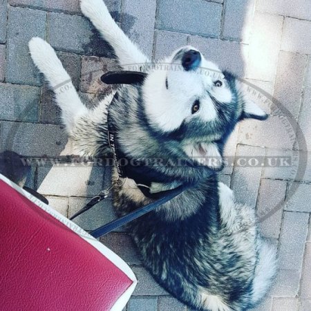 K9 Dog Harness No Pull Front Clip to Stop Dog Pulling on Lead