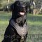 Royal Dog Harness for Labrador | Luxury Nappa Padded Dog Harness