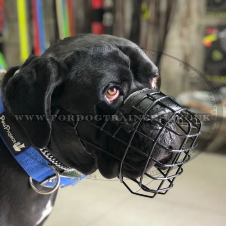 Large Dog Muzzle for Cane Corso Muzzle Size Rubber Coated Any-Weather