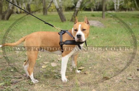 Padded Leather Dog Harness for Amstaff Training, Tracking, Walking & Sports