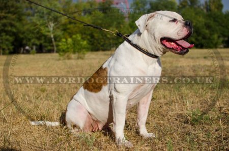 "Large Snake" Stylish Leather American Bulldog Choke Collar 0.5 In Width