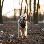 Strong & Soft Padded Leather Dog Harness K9_4