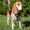 Beagle Harness Royal Design | Small Dog Harness for Beagle