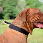 Dogue De Bordeaux Collar + Handle | Dog De Bordo Training Collar