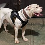 Light & Strong Padded Nylon Dog Harness with Handle XS-XL Sizes_4
